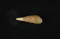 藏品(錐蜷)的圖片